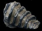 Southern Mammoth M Molar #35934-3